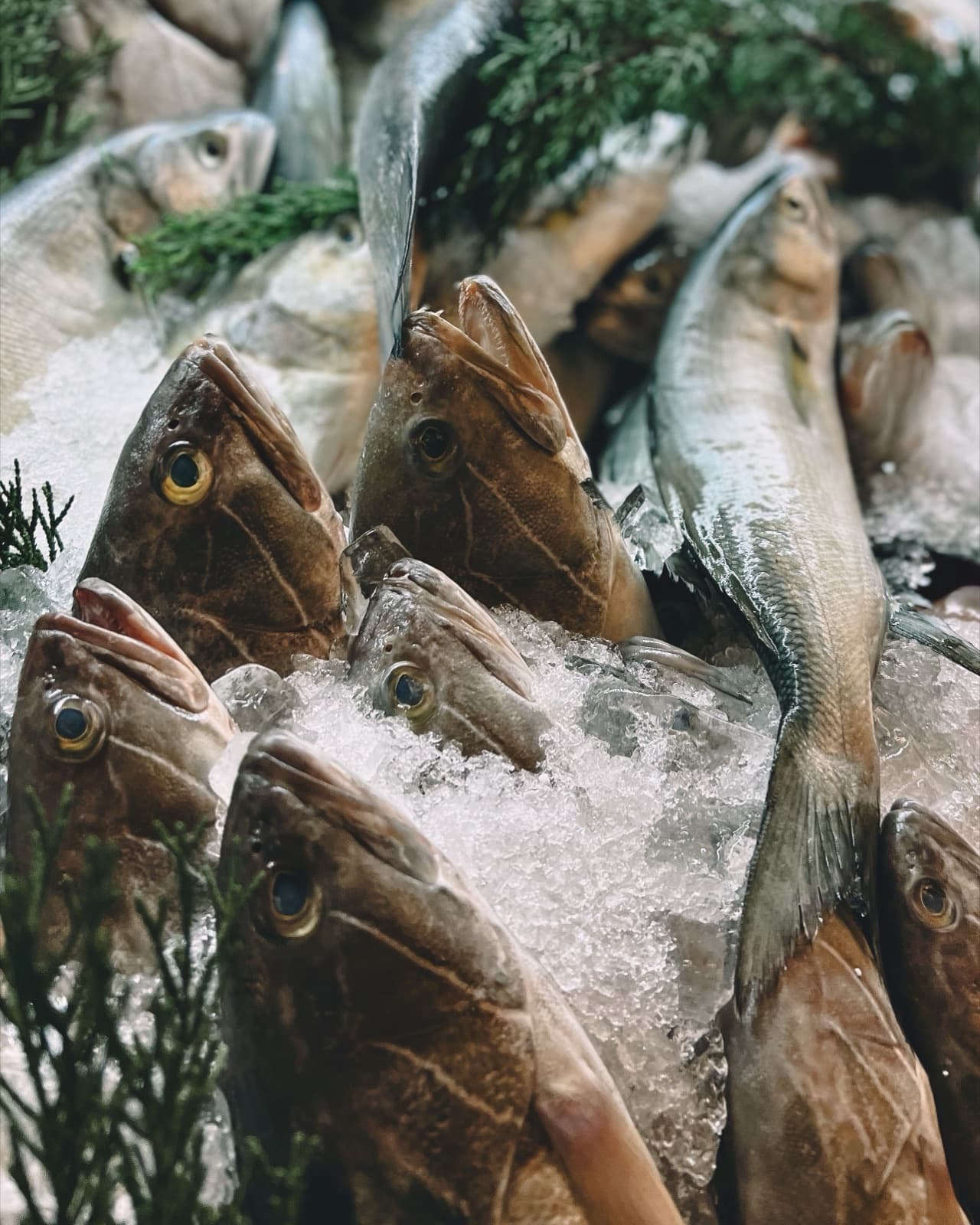 Fersk fisk på is, rett fra båten.