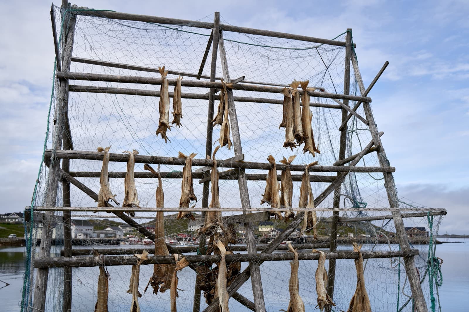 Tørrfisk på hjell, skreien som bygde Lofoten.